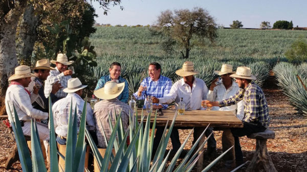 Introduction to Tequila Avión